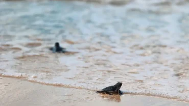 condao-island-turtles-travel (10)