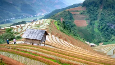 northvn-rice