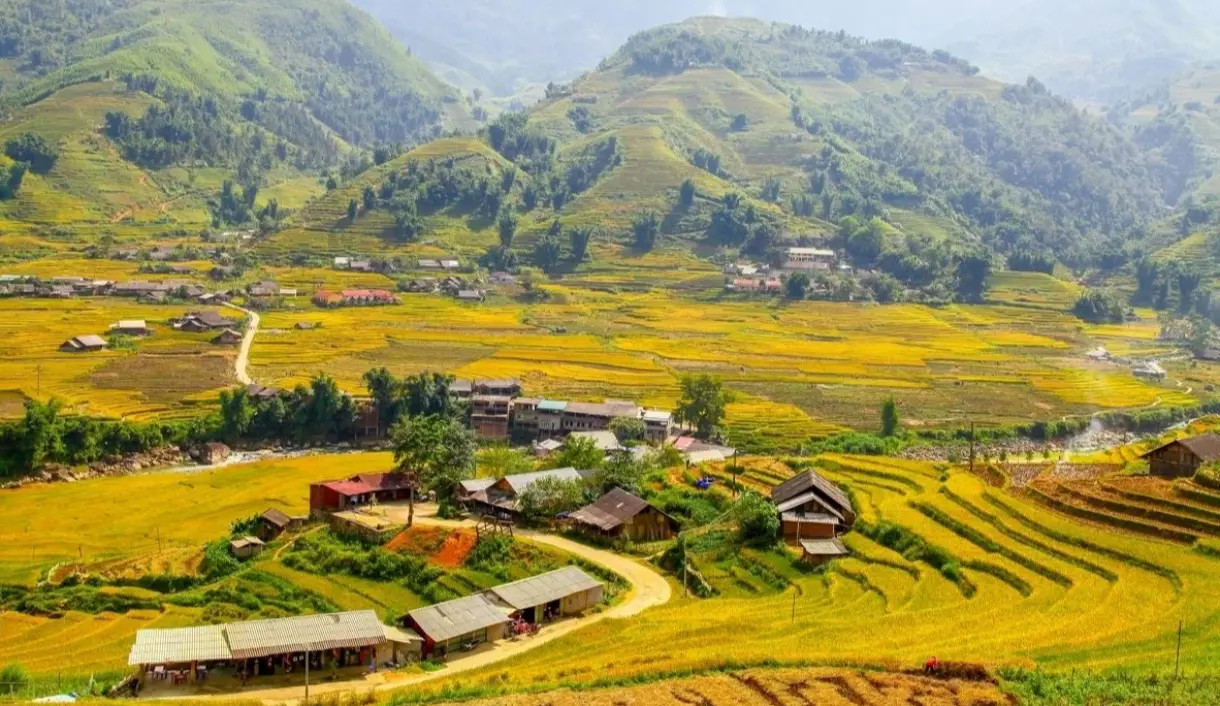 Sapa terraced rice fields